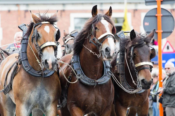 Parade schwerer Pferde lennik — Stockfoto