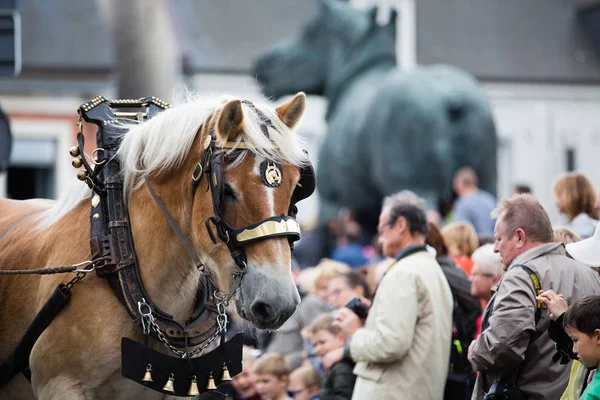 Parade schwerer Pferde lennik — Stockfoto