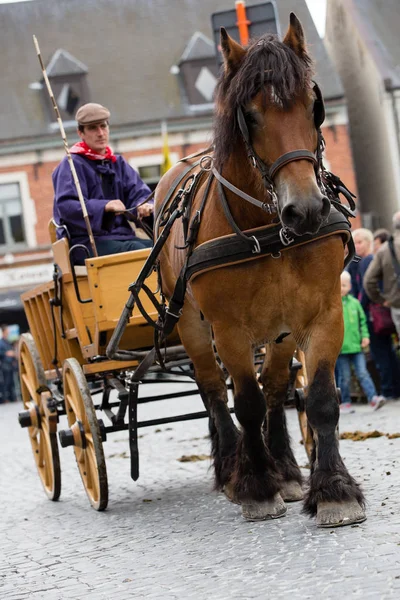 Ağır atları Lennik geçit töreni