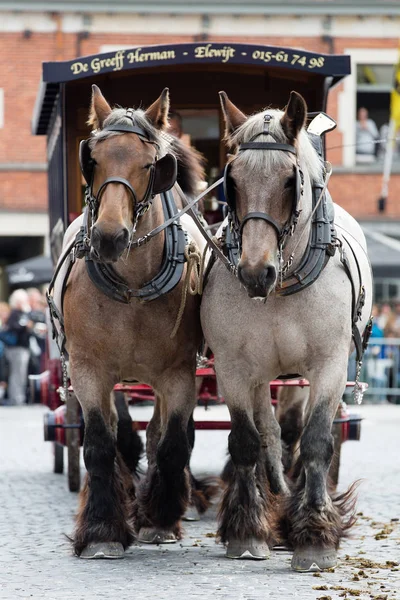 Ağır atları Lennik geçit töreni