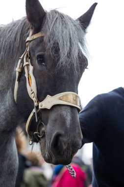 Ağır atları Lennik geçit töreni