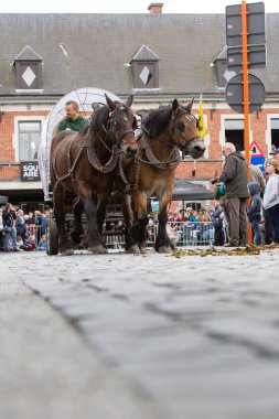 Ağır atları Lennik geçit töreni
