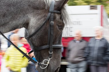Ağır atları Lennik geçit töreni