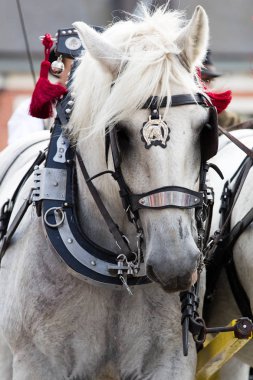 Ağır atları Lennik geçit töreni