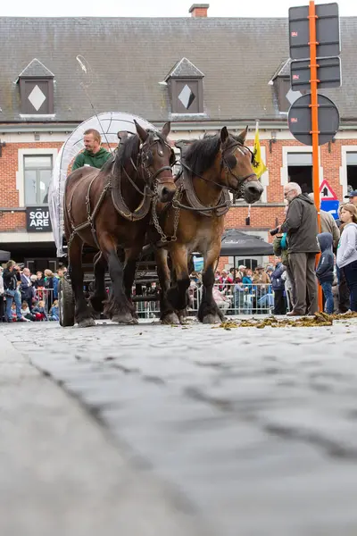 Ağır atları Lennik geçit töreni