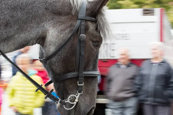 Ağır atları Lennik geçit töreni