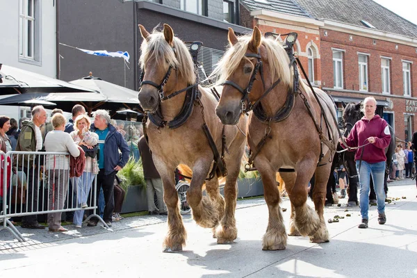 Cavalos pesados desfile Lennik — Fotografia de Stock