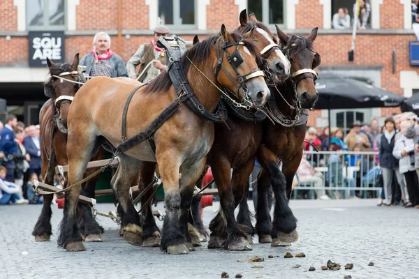 Parade schwerer Pferde lennik — Stockfoto