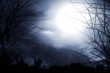 Korku korkunç orman geceleri arka plan