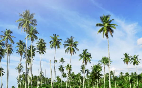 椰子棕榈树在蓝蓝的天空下 — 图库照片