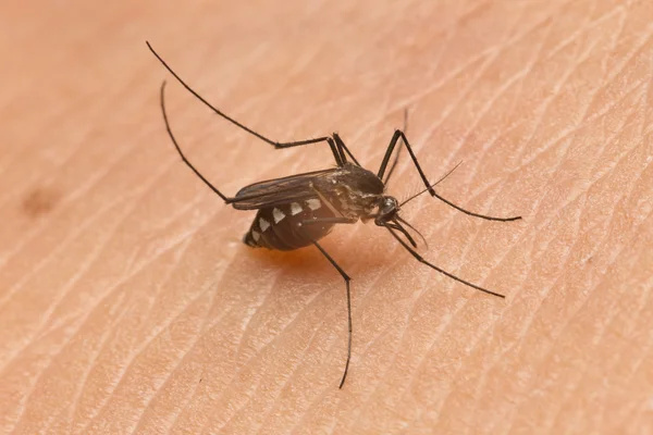 Mosquito comendo sangue — Fotografia de Stock