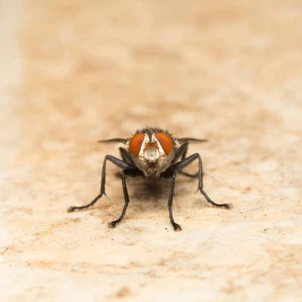 Macro moscas pequeñas — Foto de Stock
