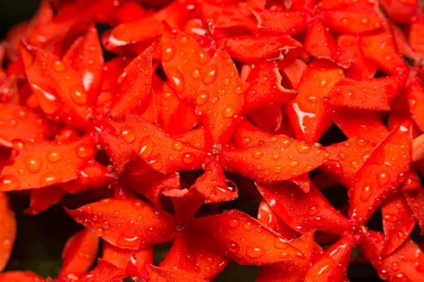 Малі червоні квіти — стокове фото
