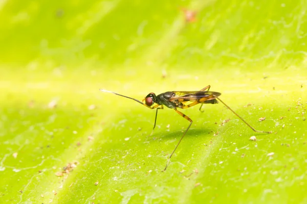 Makrokleine Insekten — Stockfoto