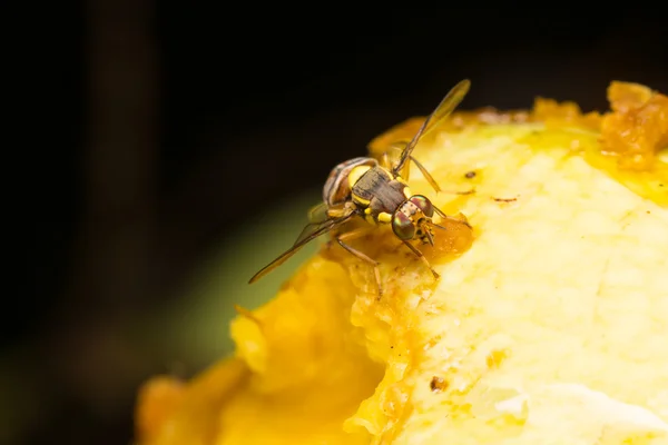 Macro pequenos insetos — Fotografia de Stock