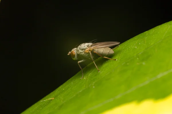 Macro moscas pequeñas —  Fotos de Stock