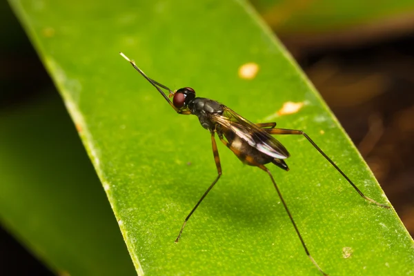 Macro pequenos insetos — Fotografia de Stock