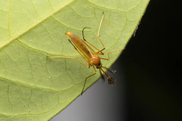 매크로 작은 곤충 — 스톡 사진