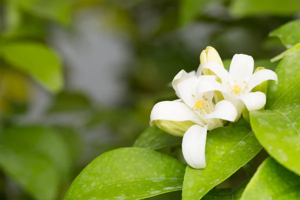 Makro hat kleine weiße Blüten. — Stockfoto