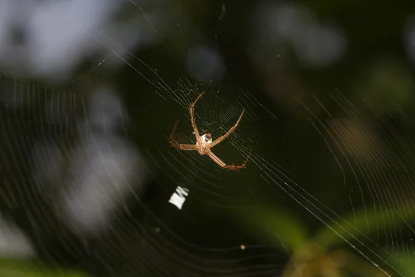 Malý pavouk makro — Stock fotografie