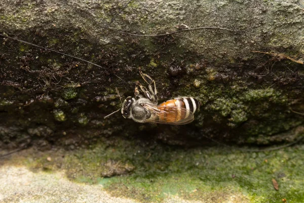 Macro abeja pequeña — Foto de Stock