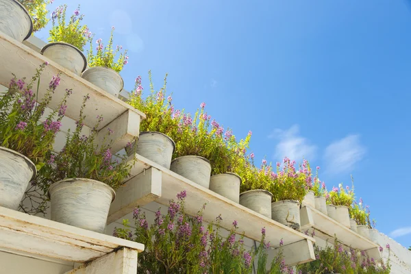 Vaso di fiori sul pavimento — Foto Stock