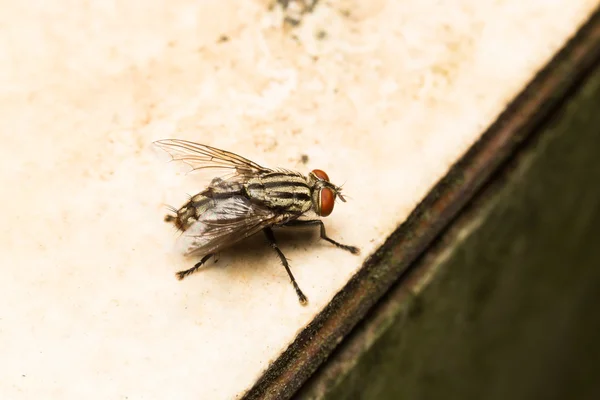 Macro small flies — Stock Photo, Image