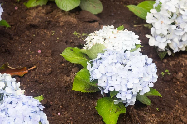 Strauß blauer Blumen. — Stockfoto