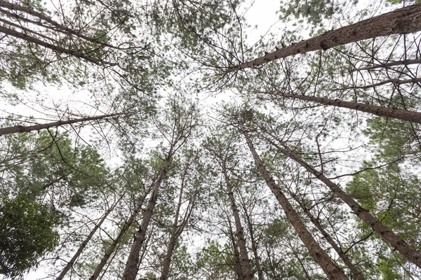 Gusano de vista de pino — Foto de Stock