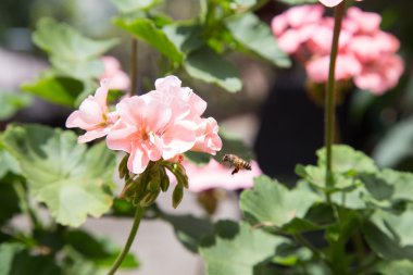 Nektar arılar için yemek