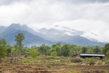 Ekilebilir tarım pirinç.