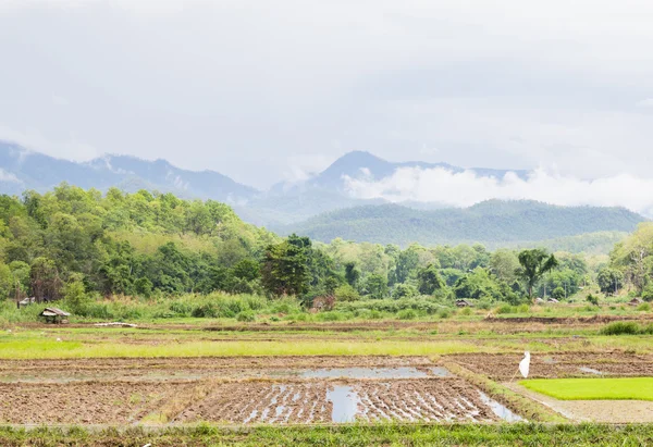 Ekilebilir tarım pirinç