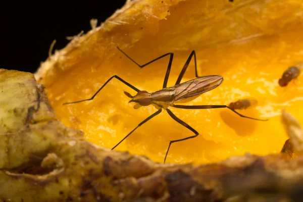 Macro pequenos insetos — Fotografia de Stock