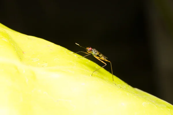 Macro pequenos insetos — Fotografia de Stock