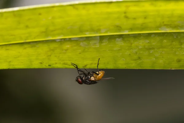 Macro small flies — Stock Photo, Image