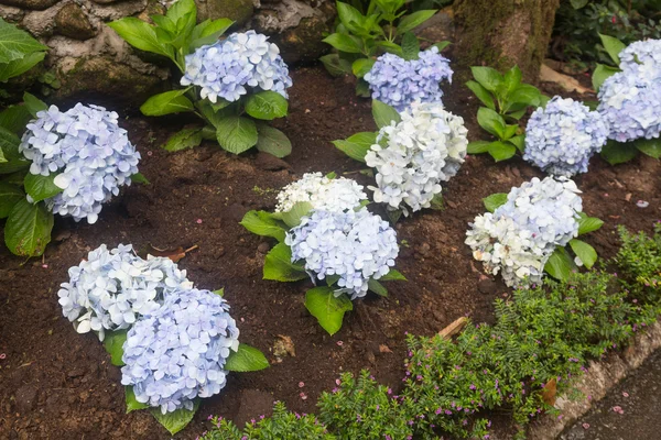 Букет з синіх квітів . — стокове фото