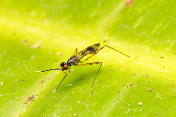 Macro pequenos insetos — Fotografia de Stock