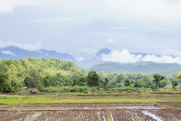 Arroz agrícola cultivable — Foto de Stock