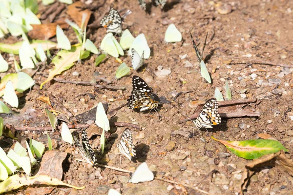 Flocks of butterflies on the ground