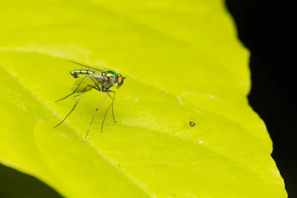 Macro small insects — Stock Photo, Image