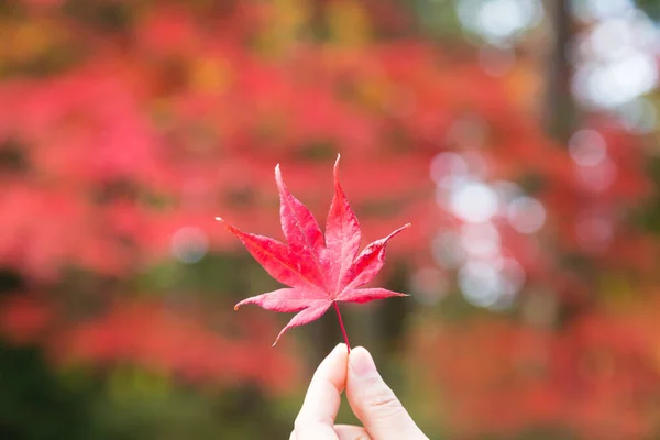 Červené podzimní listy — Stock fotografie