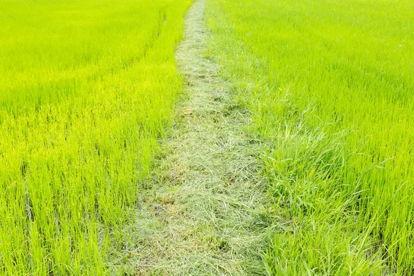 Arroz nos campos de arroz — Fotografia de Stock