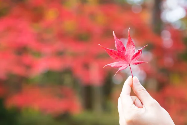 紅葉 — ストック写真