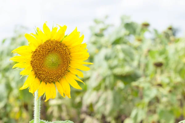 Sunflower in full bloom — Stock Photo, Image