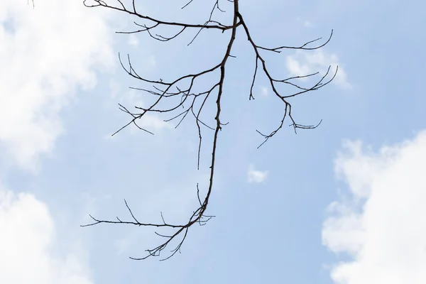 Ağaçlar kuru dal — Stok fotoğraf