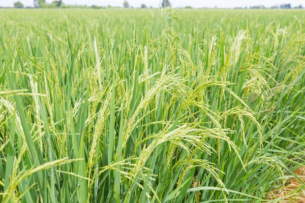 Arroz en los arrozales —  Fotos de Stock