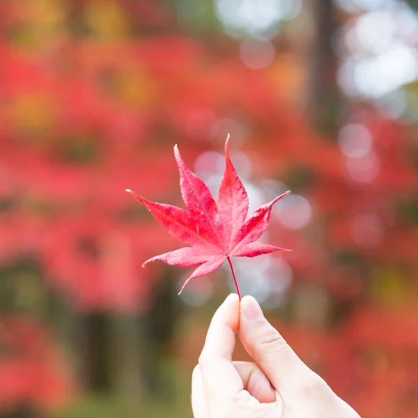 紅葉 — ストック写真