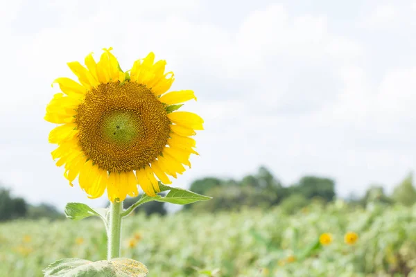 Girasole in piena fioritura — Foto Stock