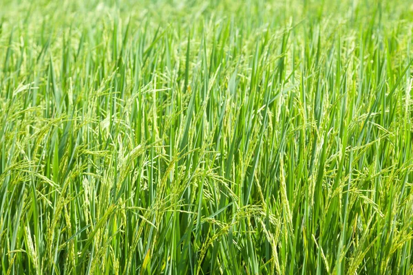 A rizsföldek rizs — Stock Fotó