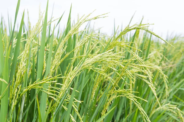 Arroz nos campos de arroz — Fotografia de Stock